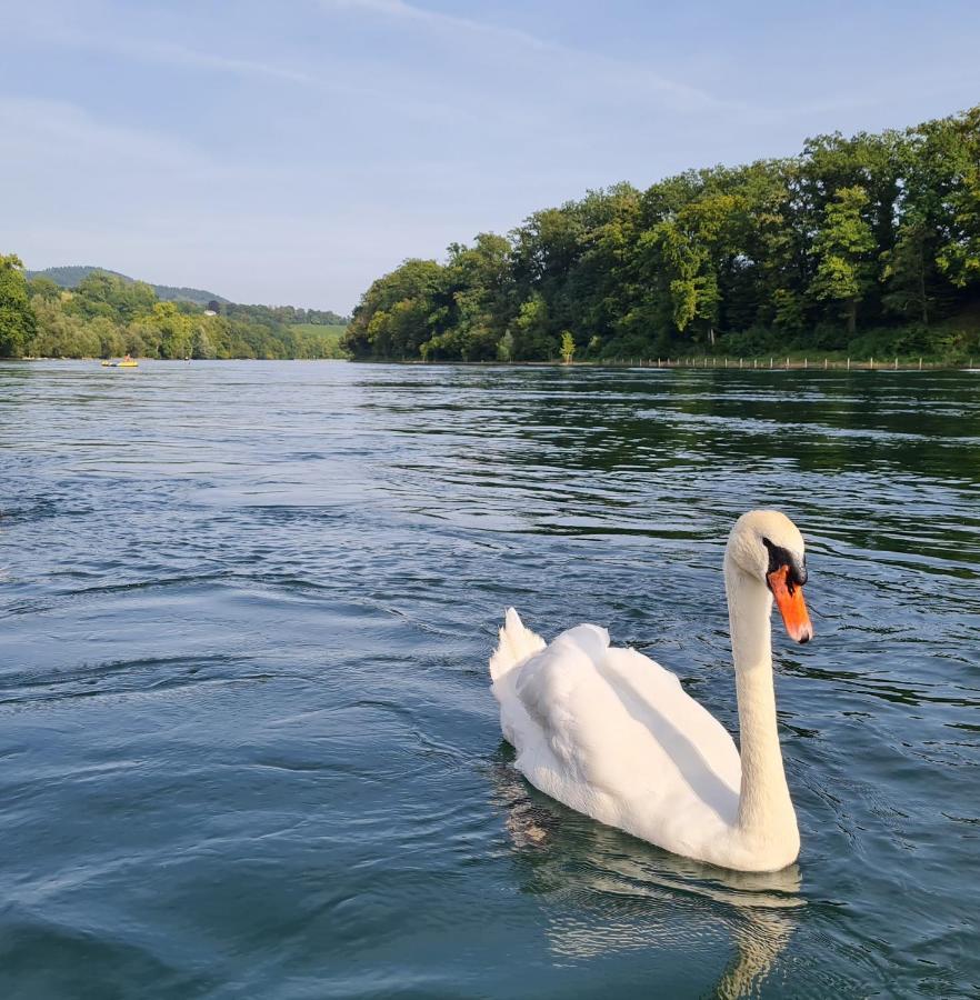 Ferienwohnung Rheinblick In Buesingen -Keine Monteure- Busingen Zewnętrze zdjęcie